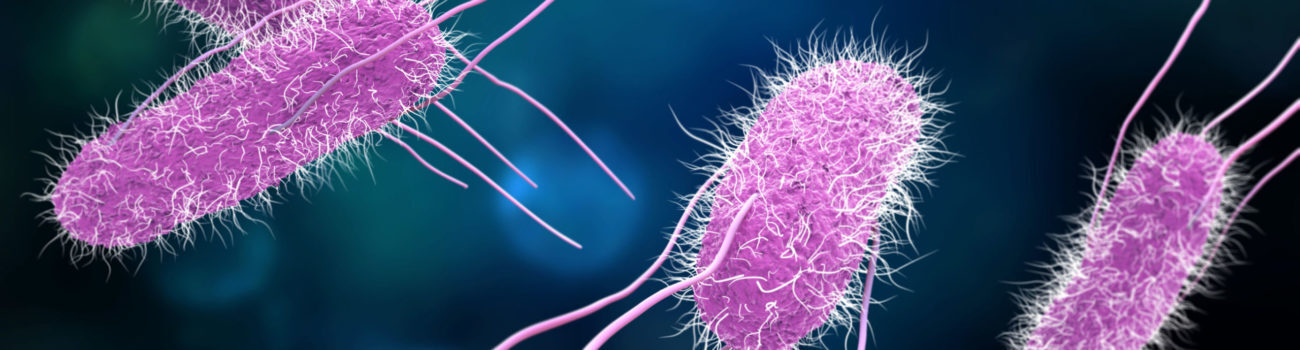 Salmonella bacteria