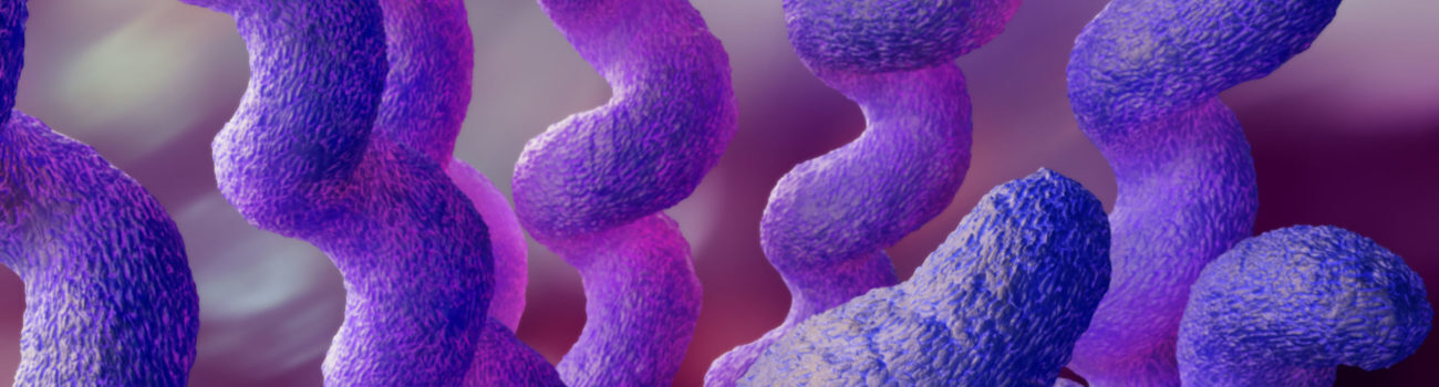campylobacter bacteria