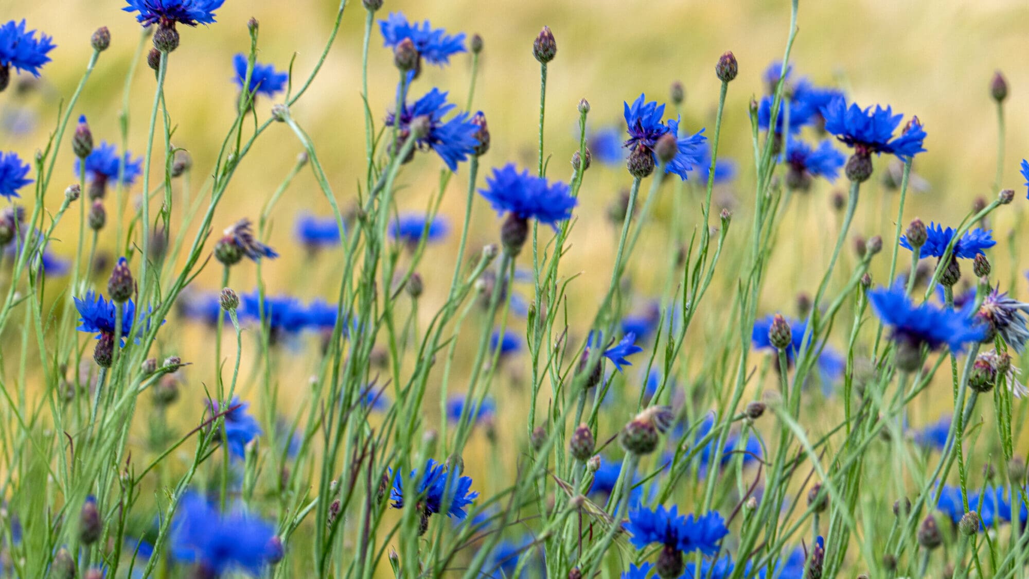 Cornflower (Centaurea cyanus) Cornflower (Centaurea cyanus)