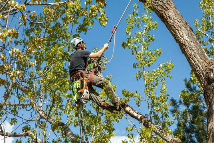 How to become a tree surgeon