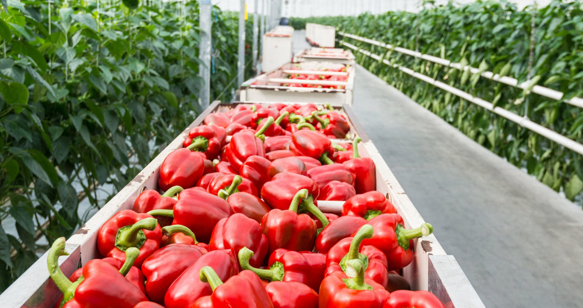 Peppers to be frozen later