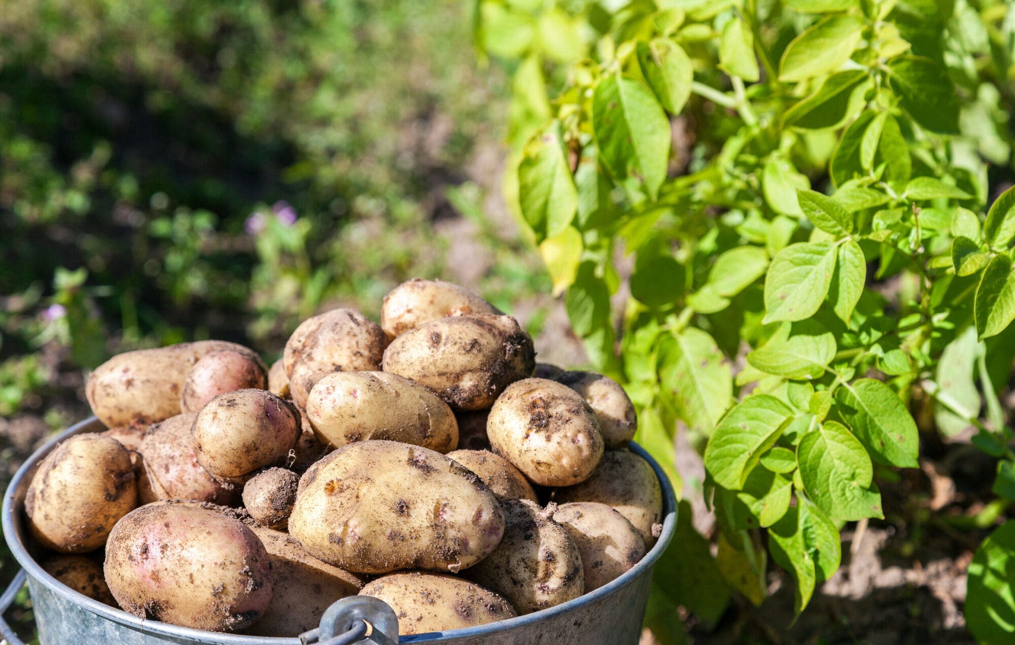 A bucket of potatoes being freshly picked
