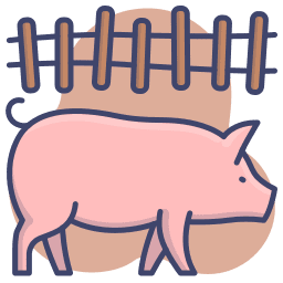 Pig cartoon
