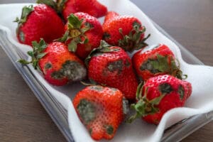 What is microbial contamination