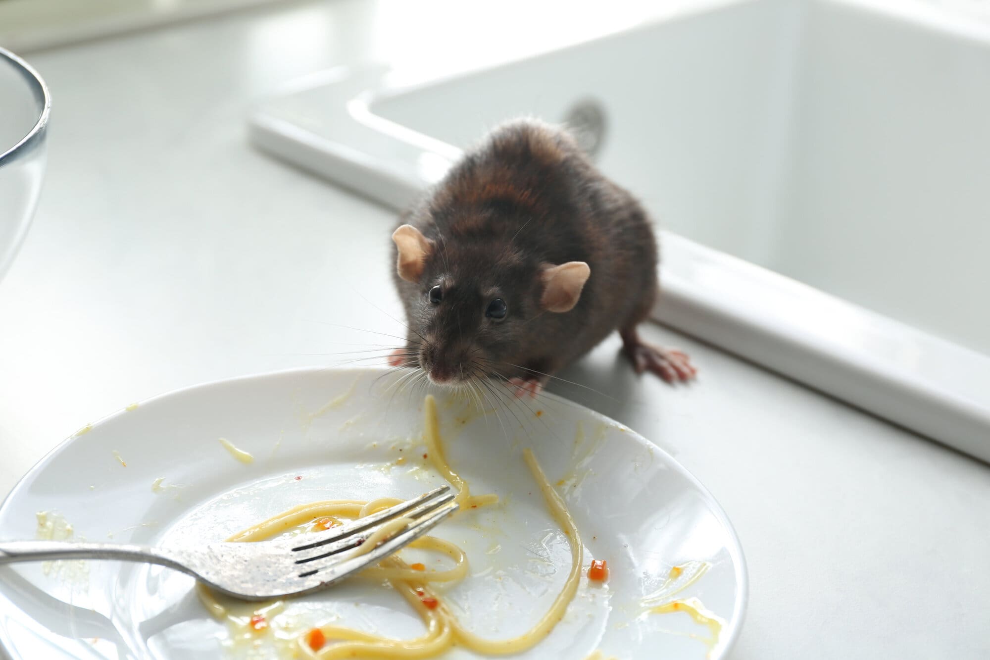 Pest control