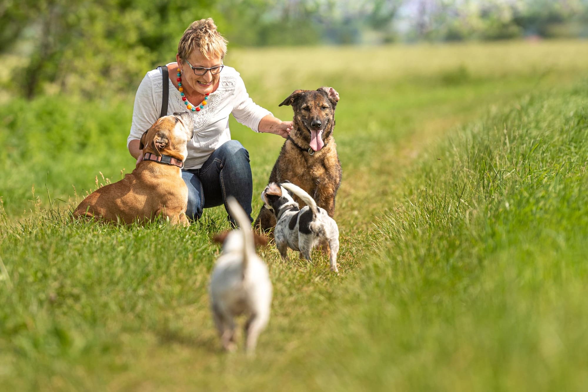 Dogs Being Looked After