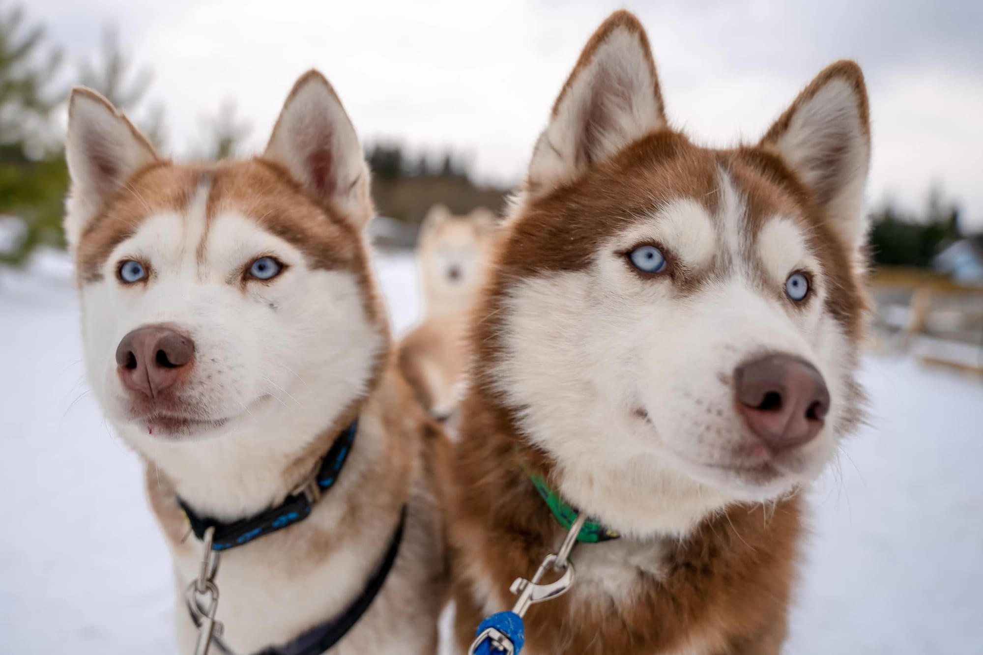 Dogs