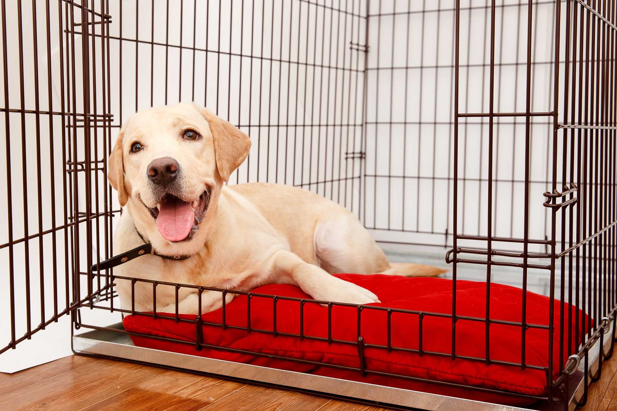 Happy Dog
