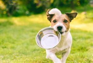 Setting Up A Dog Kennel Business