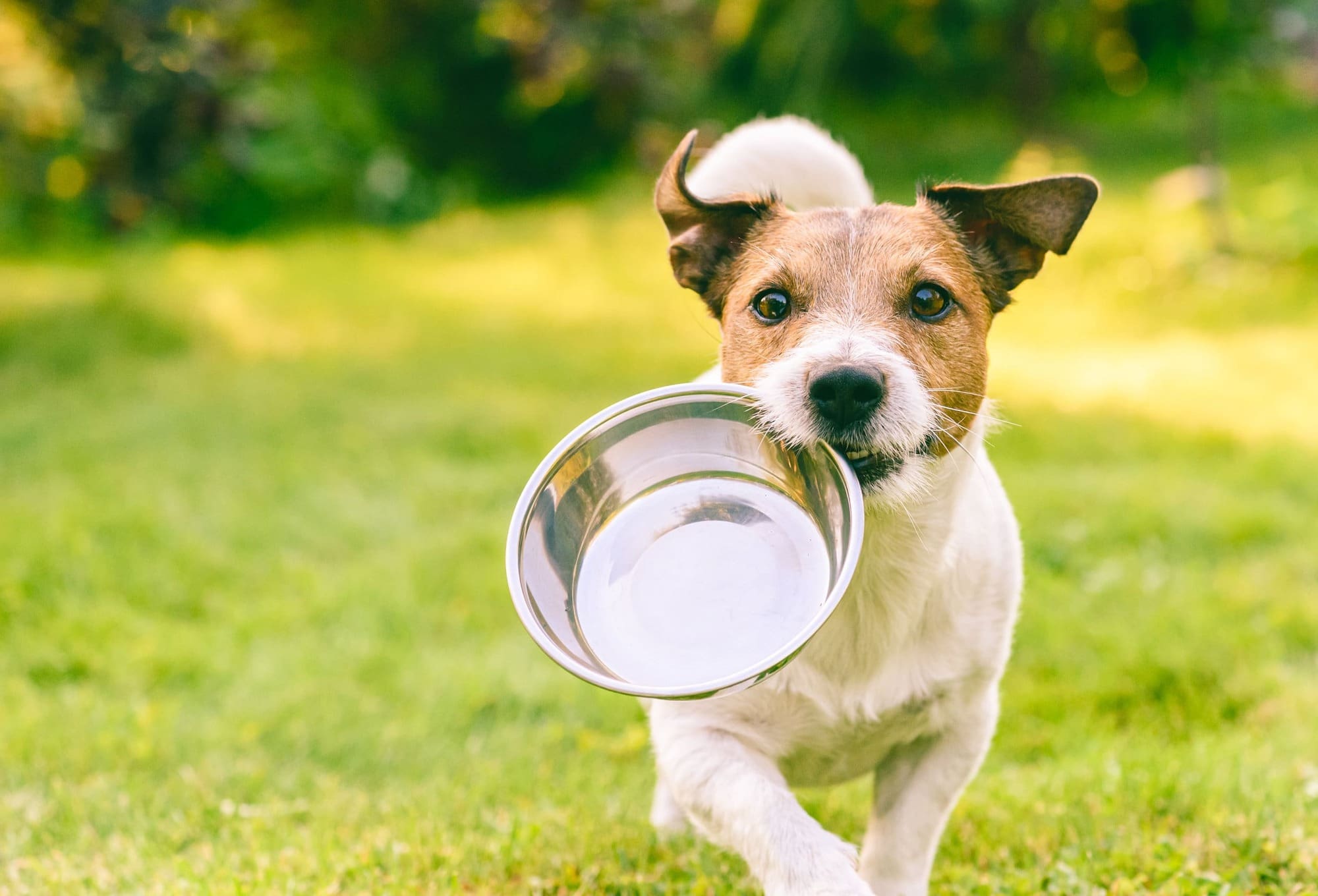 Setting Up A Dog Kennel Business