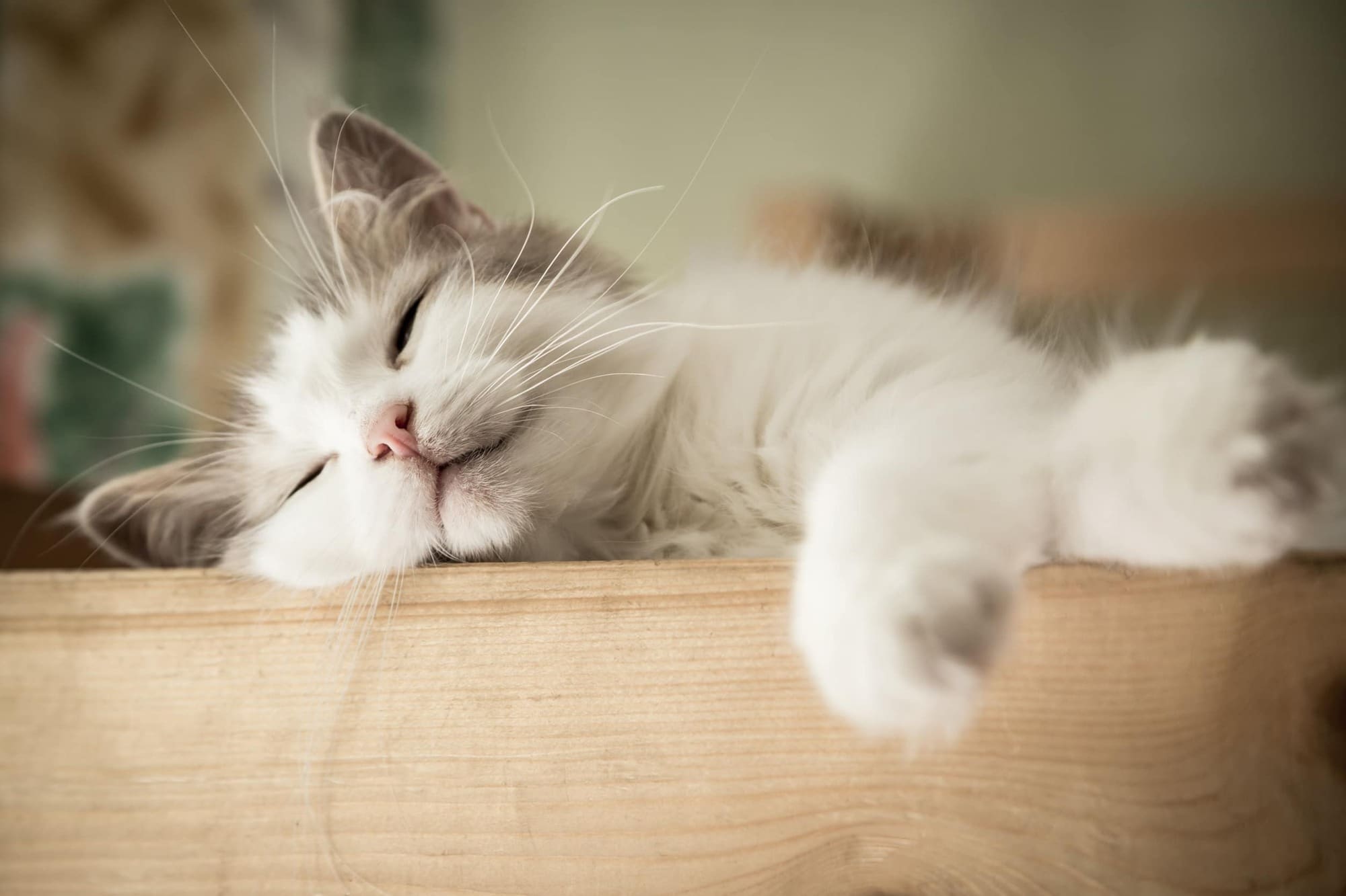 Cat asleep