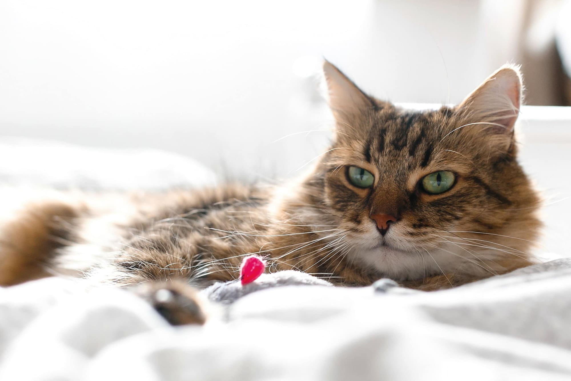 Cat laying down