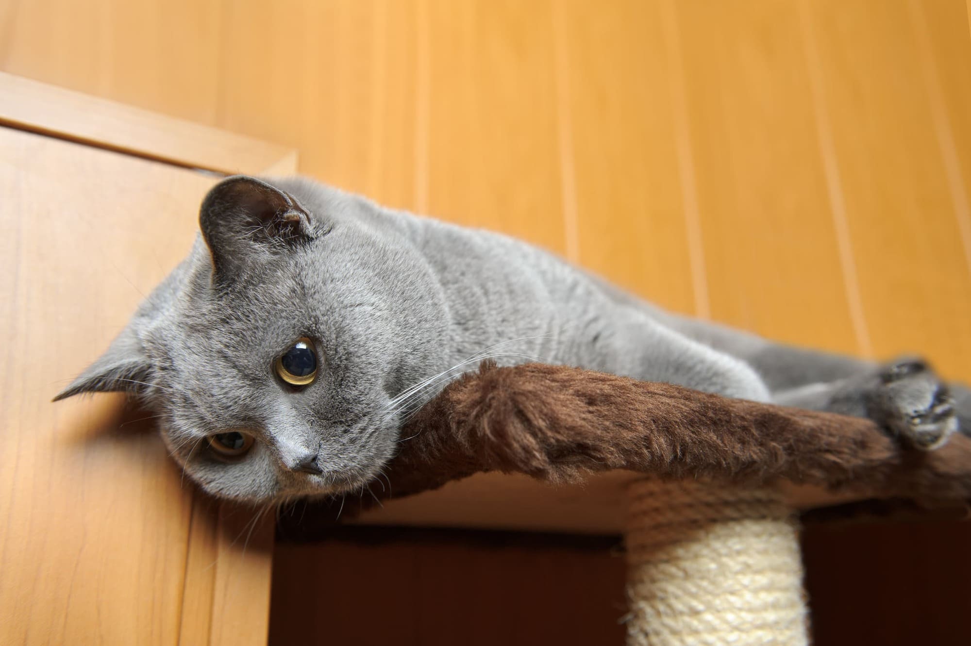 Cat on scratch post