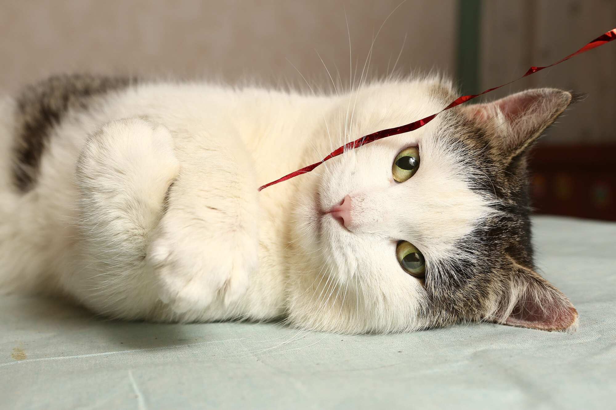 Cat playing
