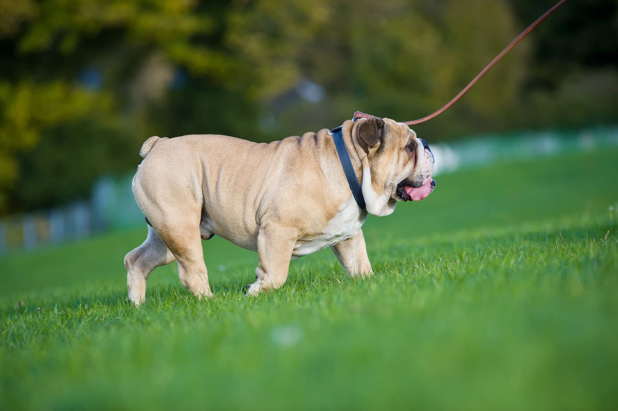 Dog Being Taken For A Walk