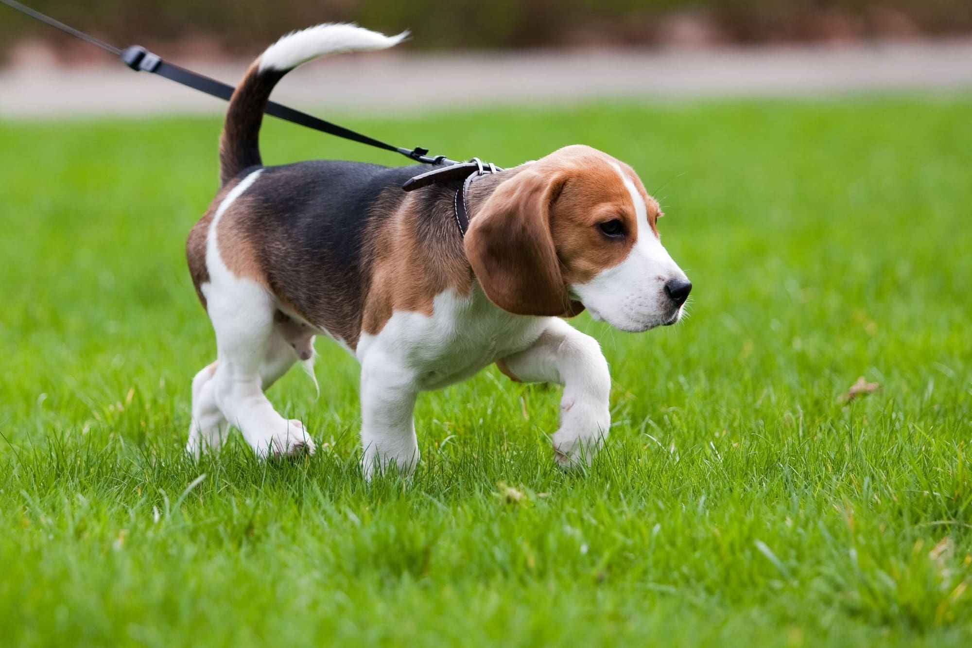 Dog On Lead