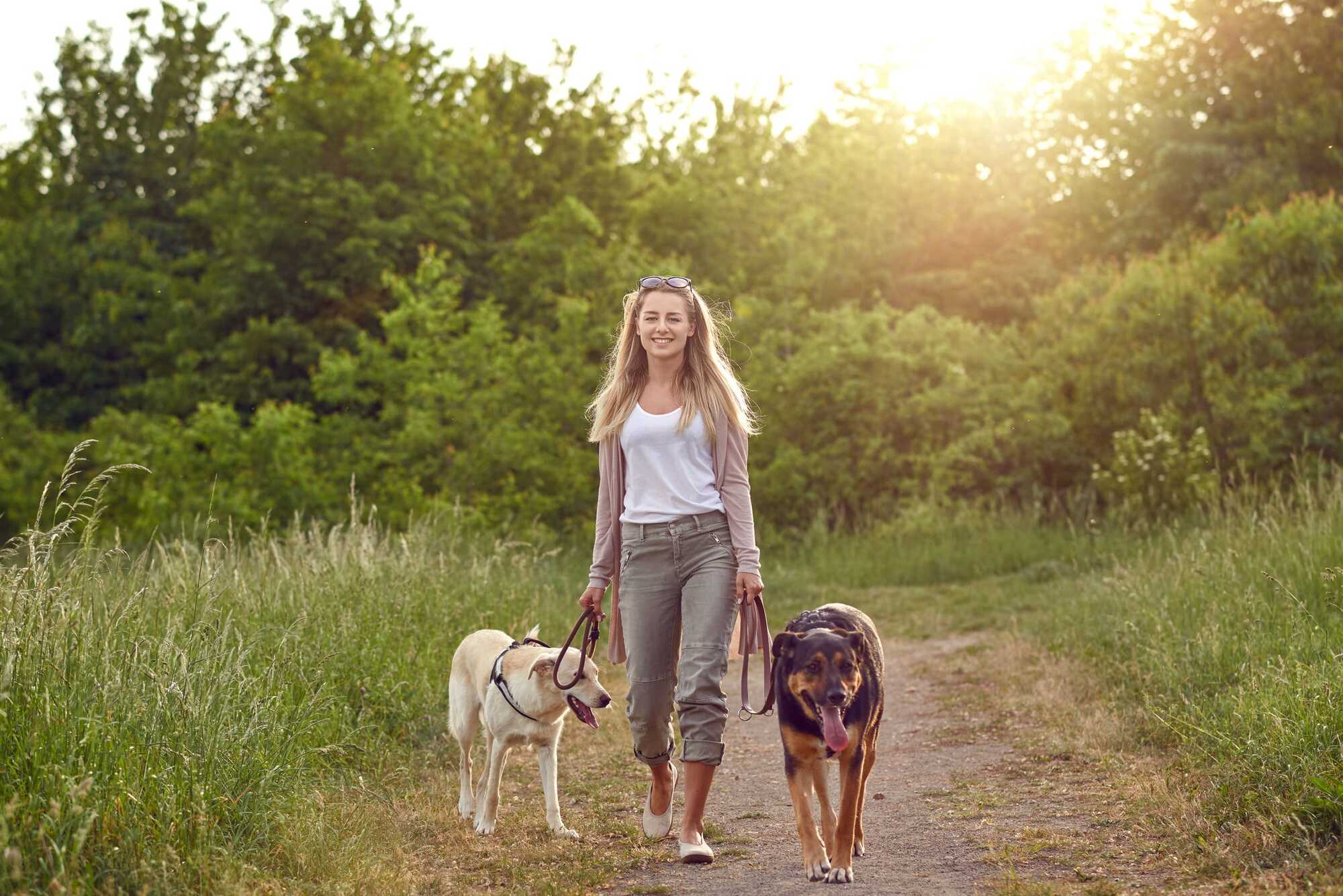 Dog Walking Business 1