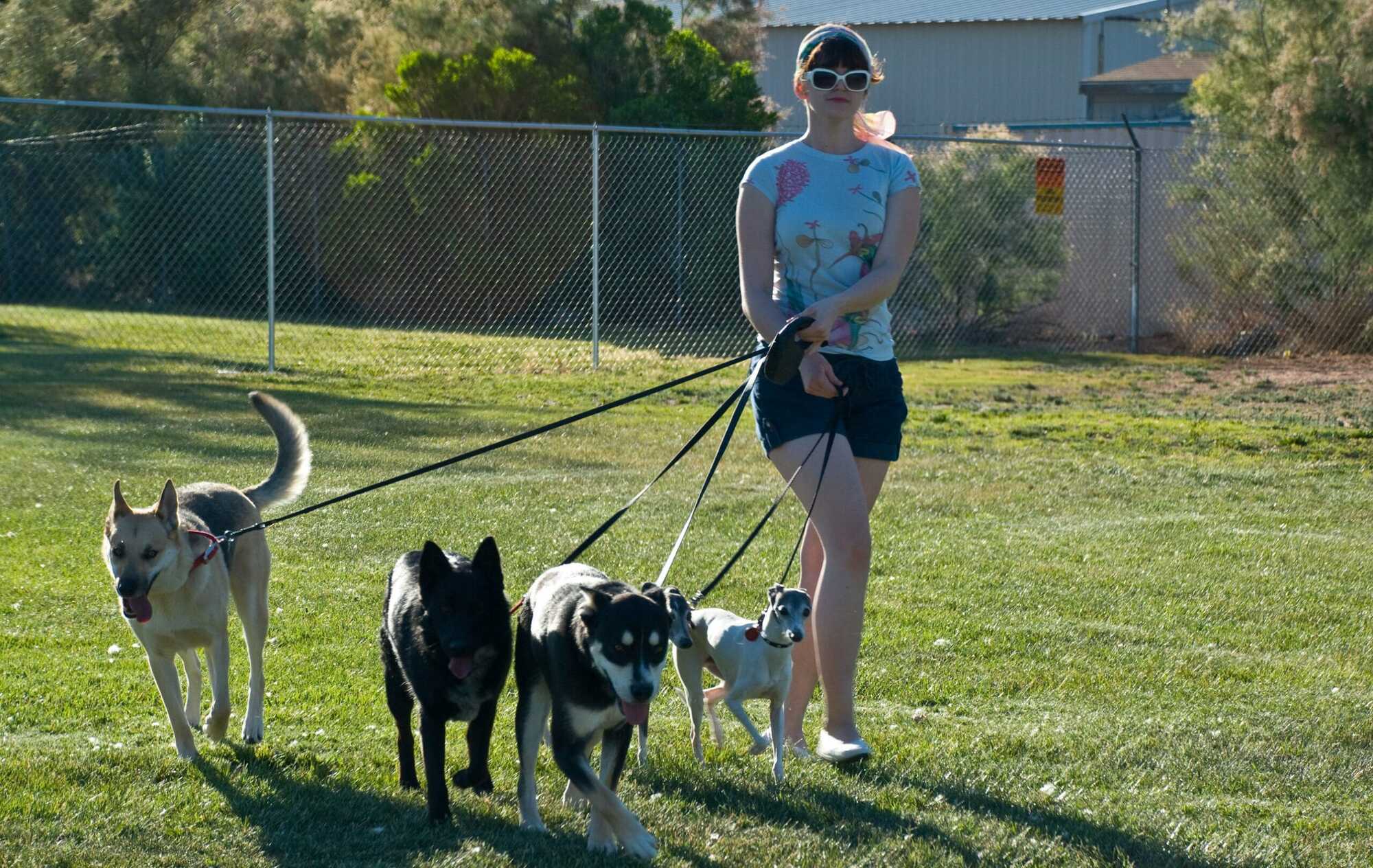Dog walker part of the gig economy Dog walker part of the gig economy