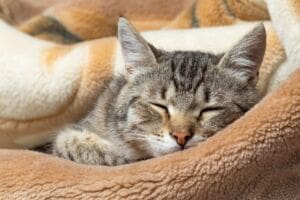 Setting Up A Cattery Business