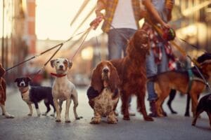 Setting Up A Dog Walking Business