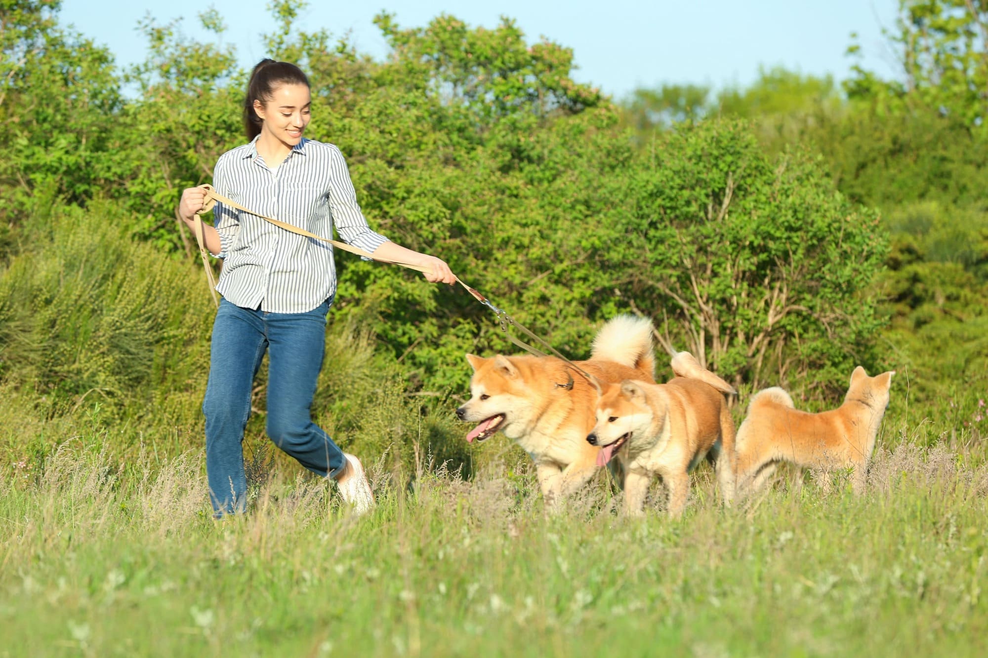 Taking Dogs For A Walk