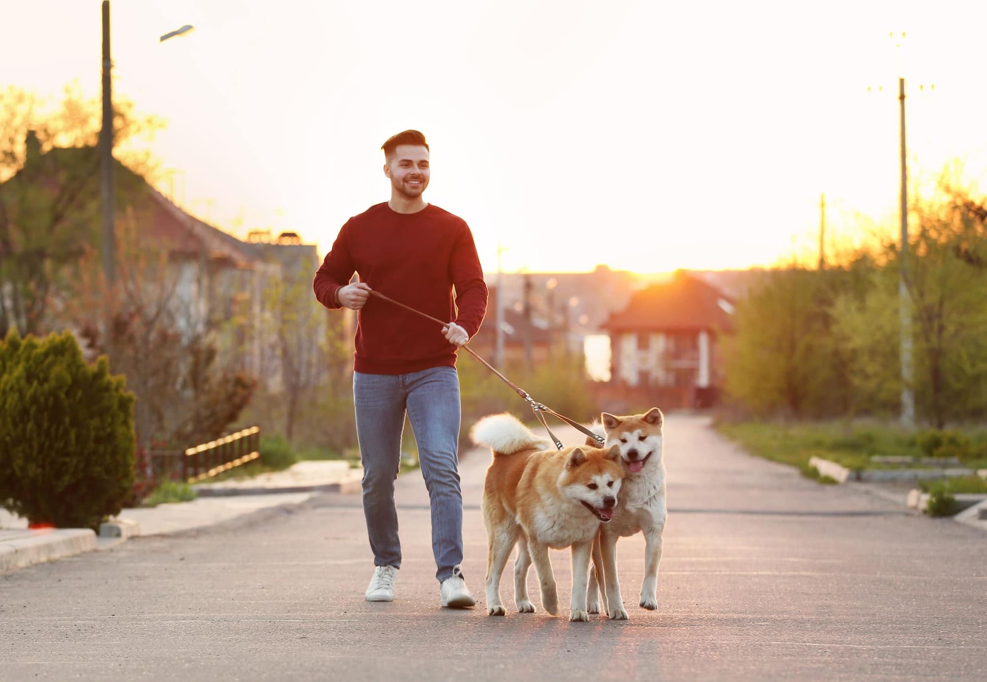 Walking Dogs