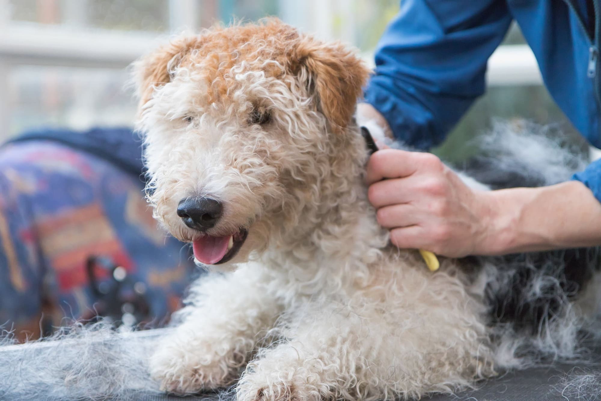 Anxious dog being groomed