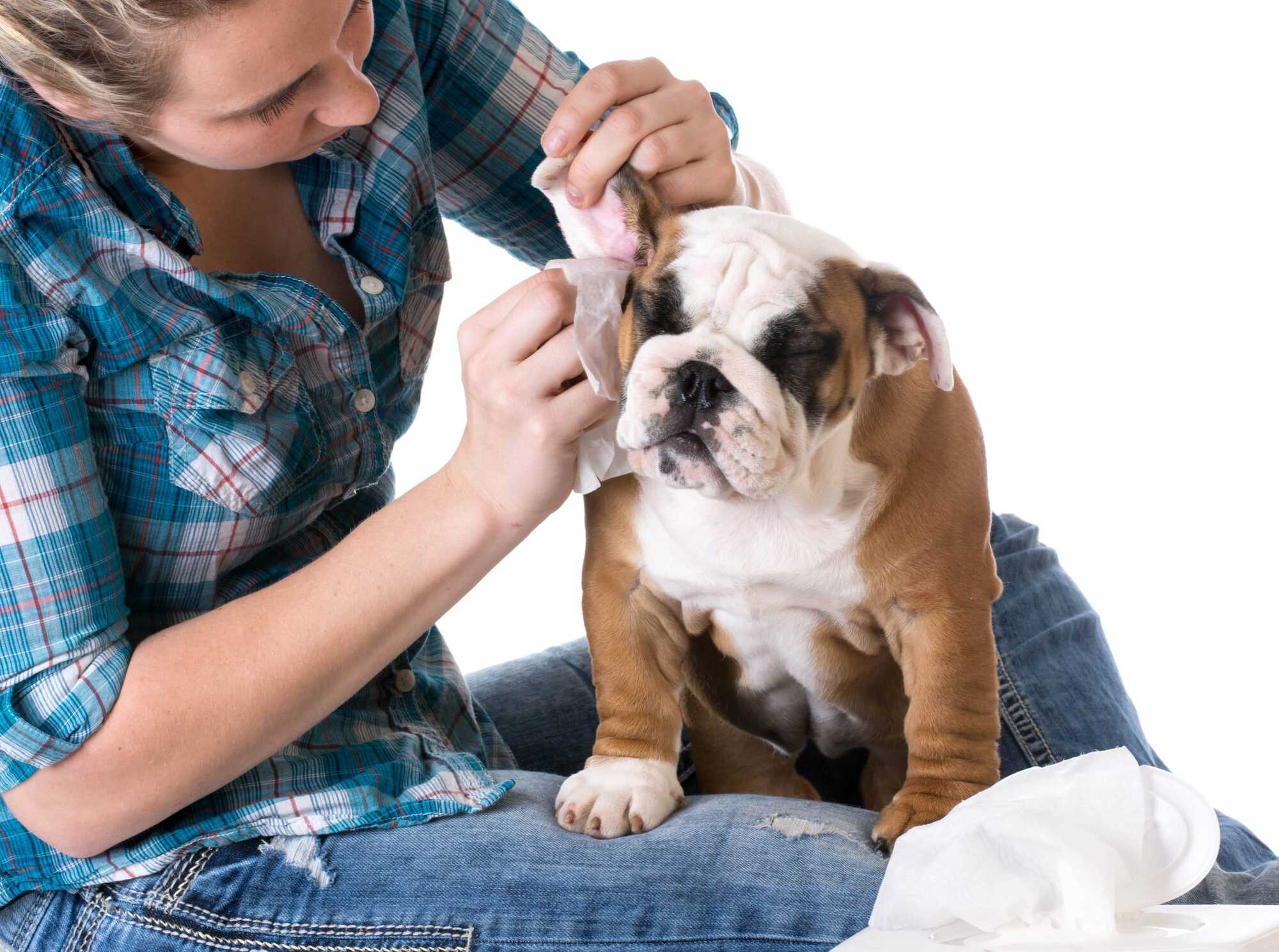 Dog groomer cleaning dogs ear