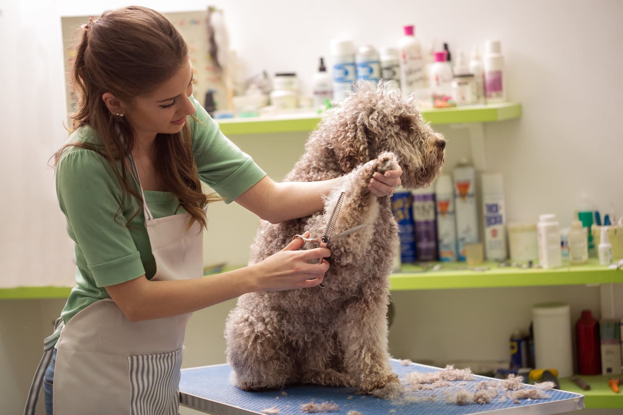 Dog grooming salon