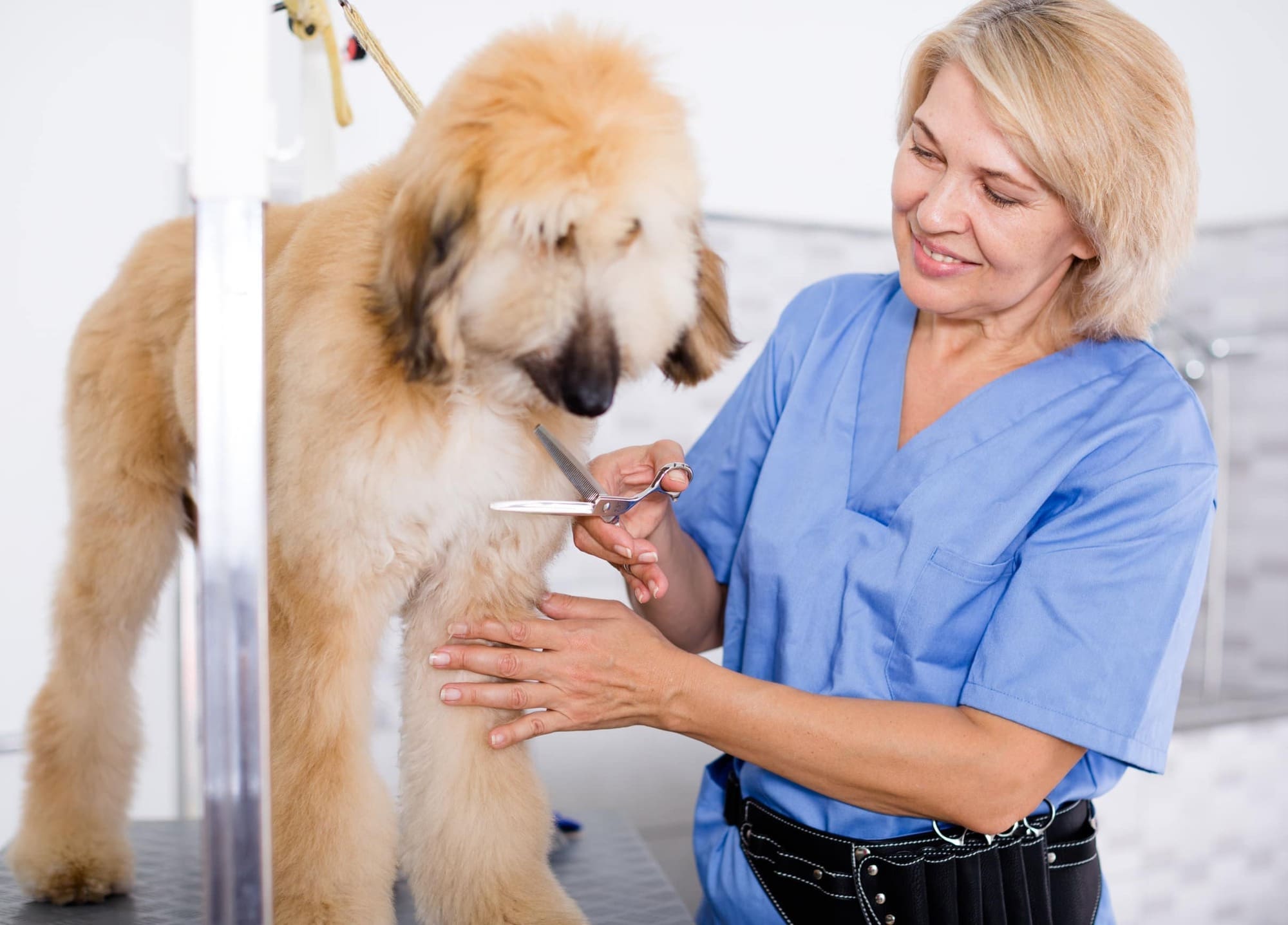 Happy dog groomer working
