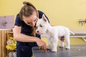 Setting up a dog grooming business