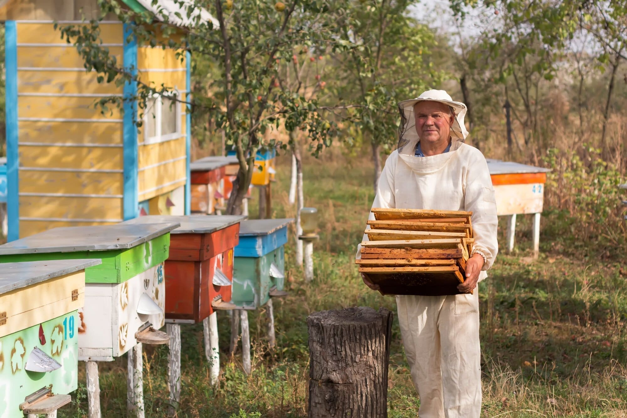Beekeeper working in an orchard with bee hives