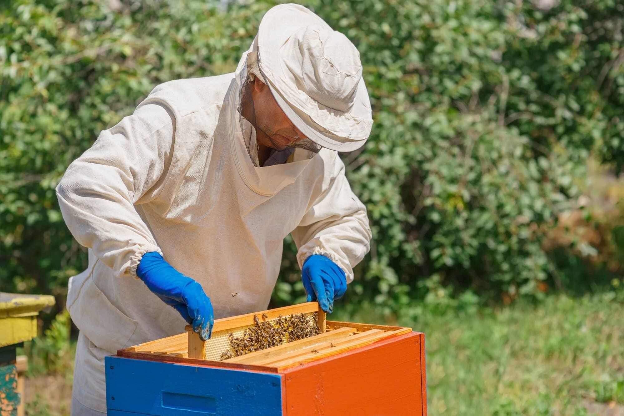Beekeeper working early morning