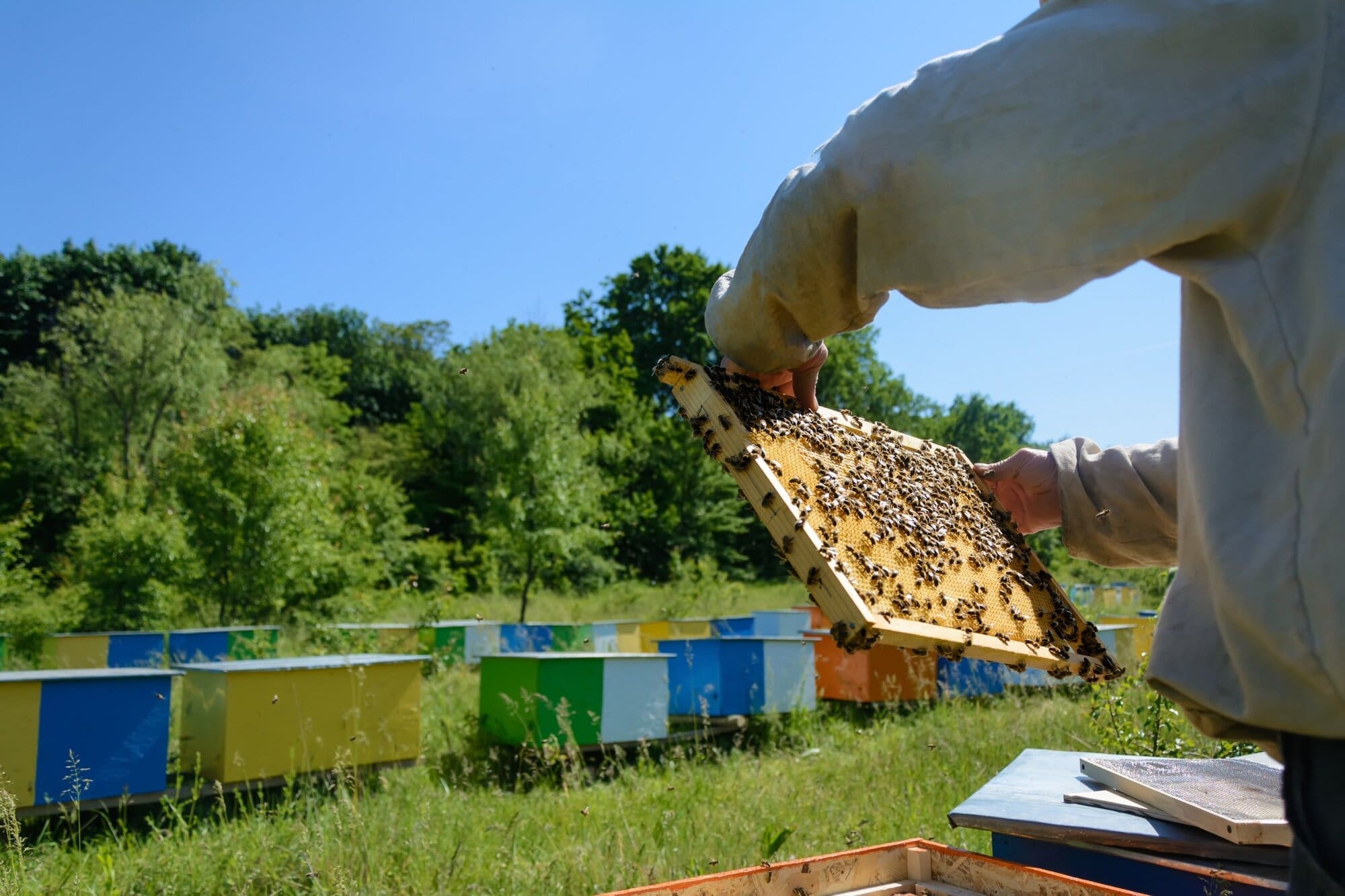 Beekeeping operation with lots of hives