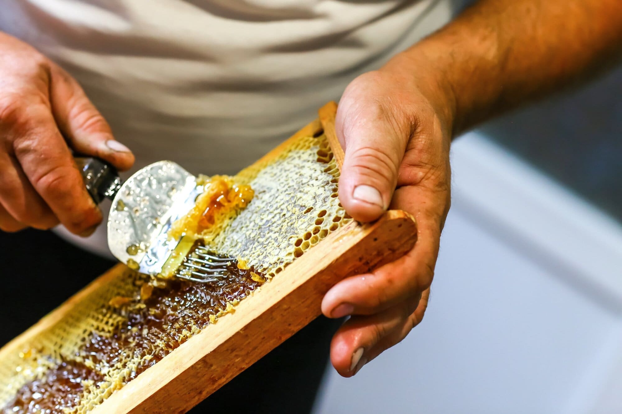 Collecting honey from beehive