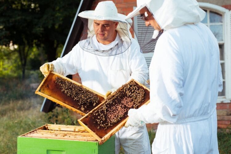How to become a beekeeper