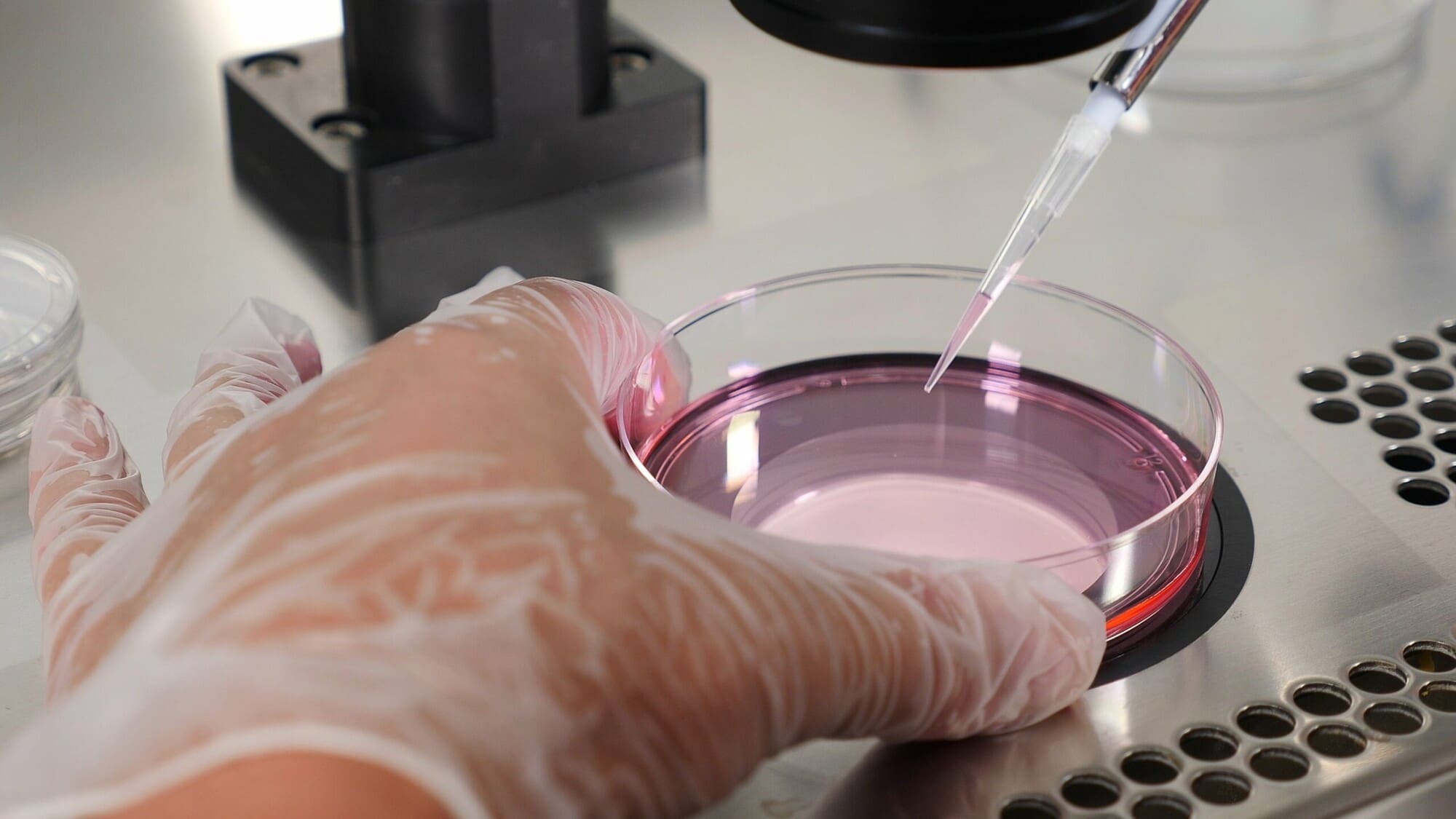 Petri Dish Petri Dish