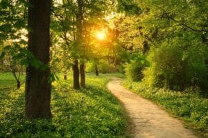 What is entomophobia