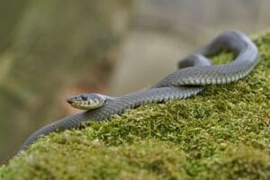 What is ophidiophobia