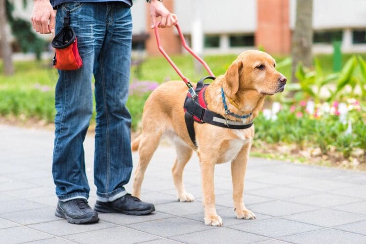 Becoming a guide dog trainer