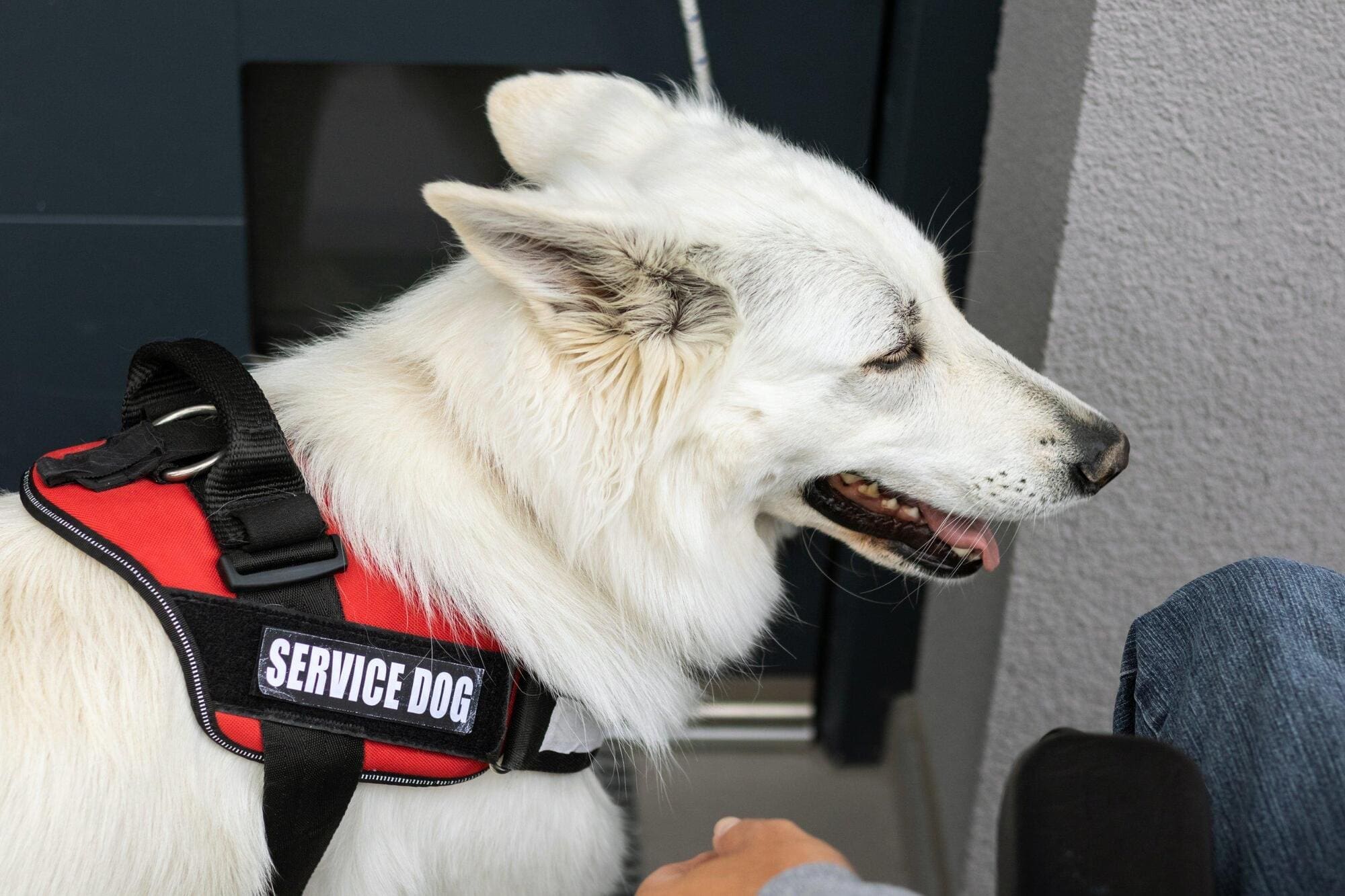 Dog being trained in clients home