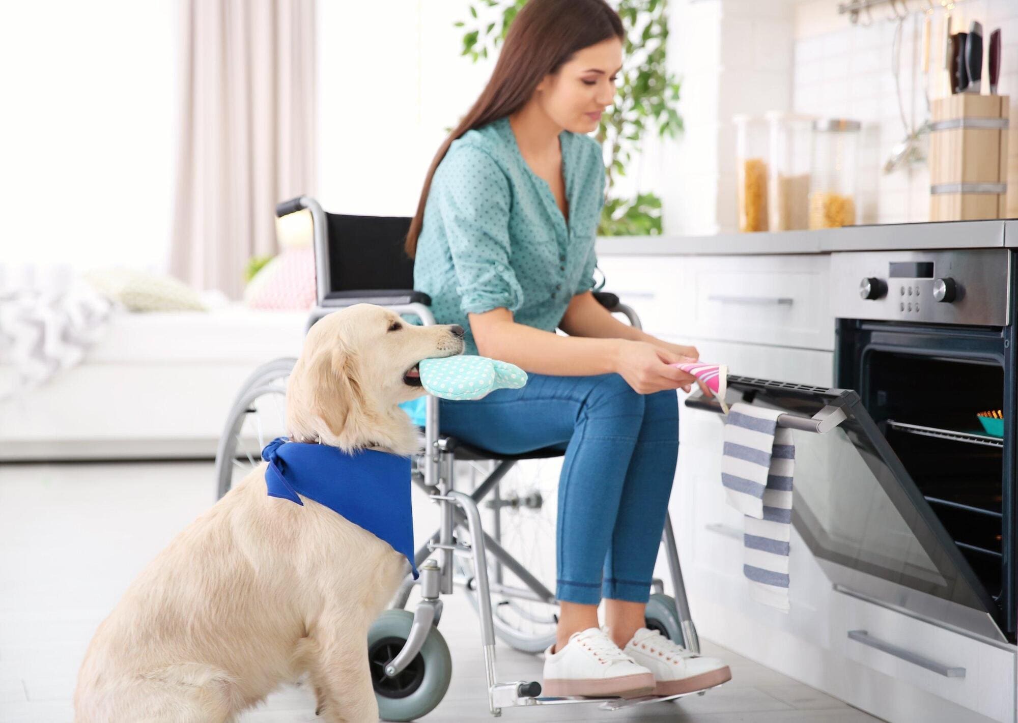 Dog being trained to help with physical disability