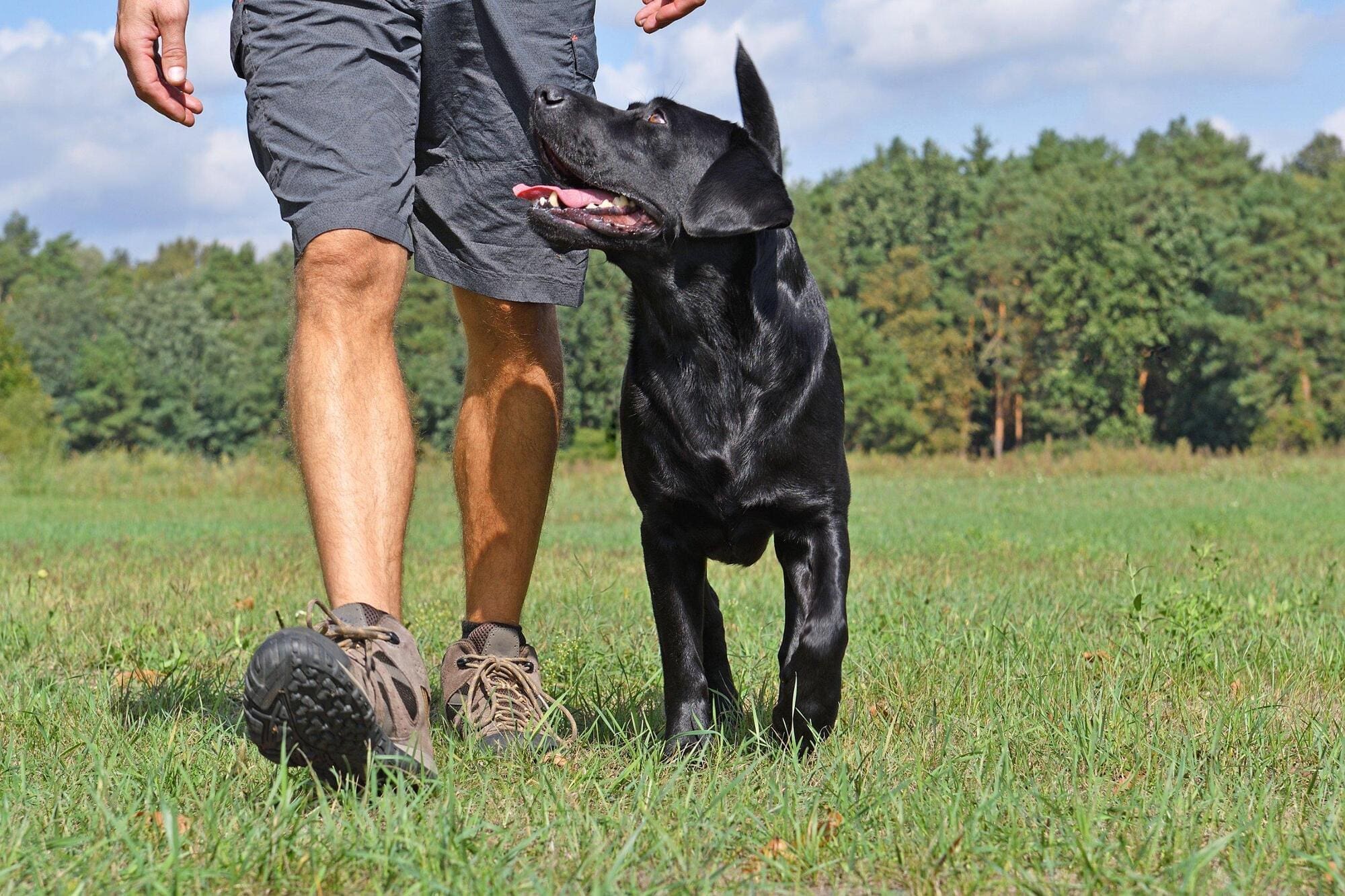 Experienced guide dog trainer