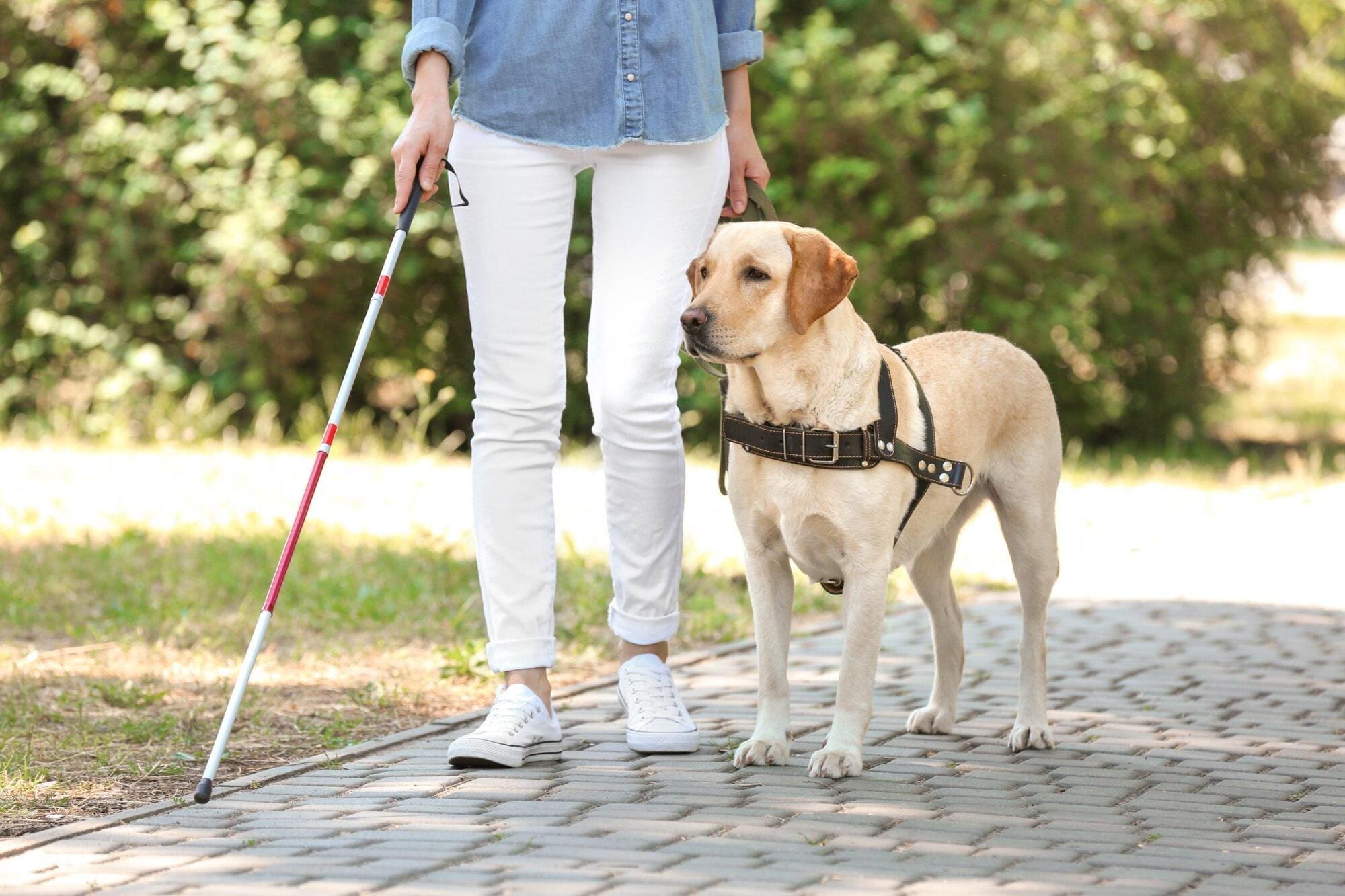 Guide Dog Trainer Working Hours