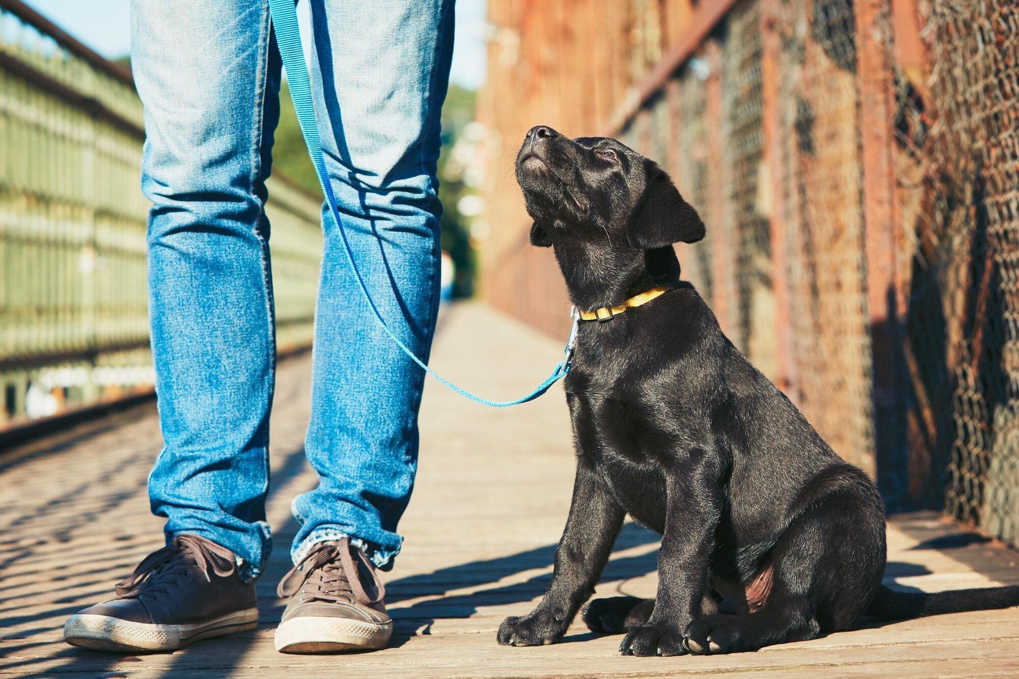 Guide dog trainer walking puppy