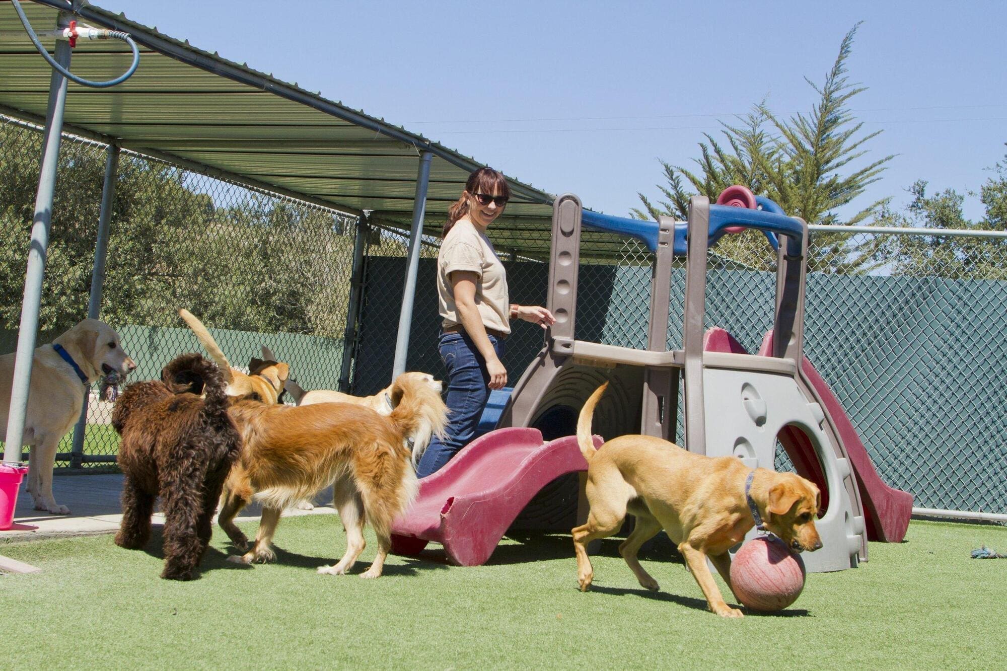 Kennel assistant