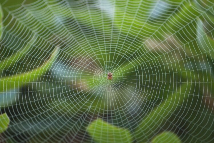 What is Arachnophobia