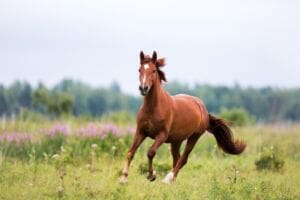 What is Equinophobia?