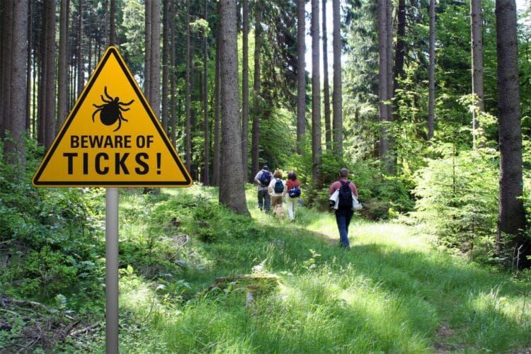 What is Lyme disease
