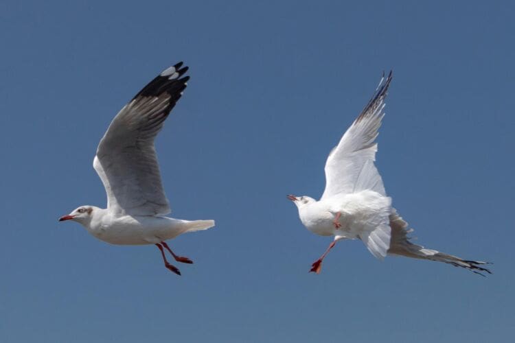 What is Ornithophobia?